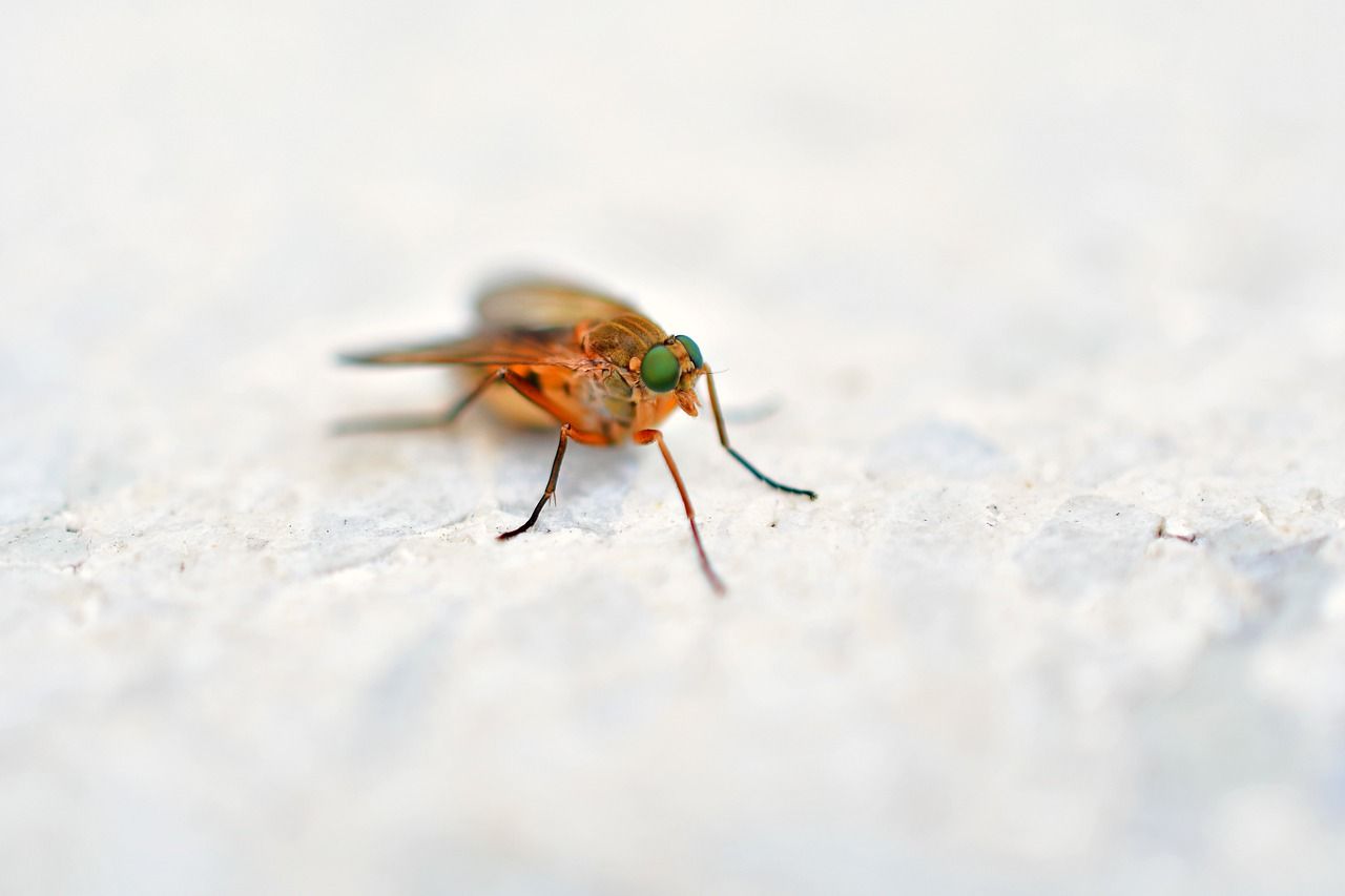 Sposoby na pozbycie się owadów z domu – jak to zrobić?