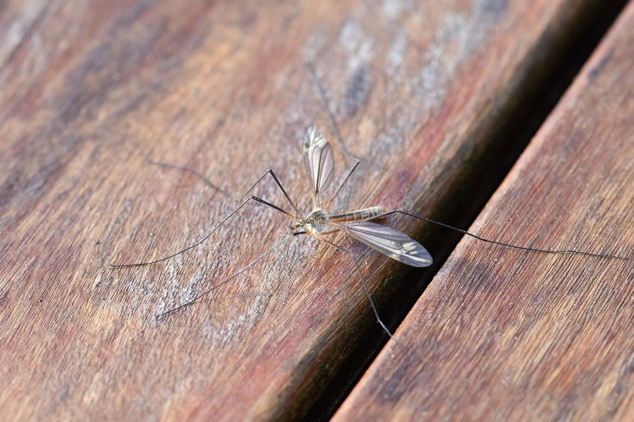 Co odstrasza komary i jak się ich pozbyć?